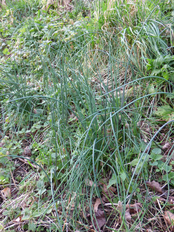 Allium vineale
